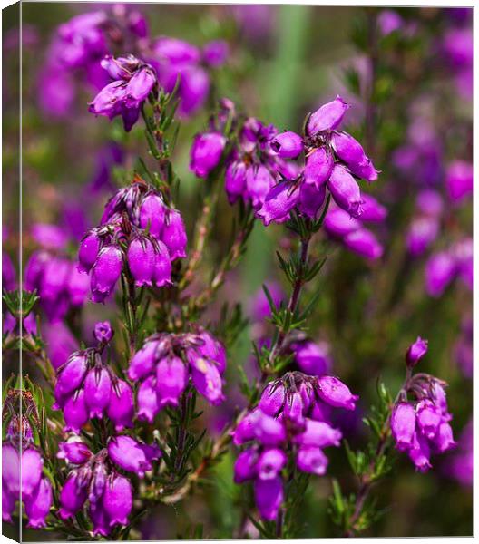  Lucky heather anyone! Canvas Print by Stephen Prosser