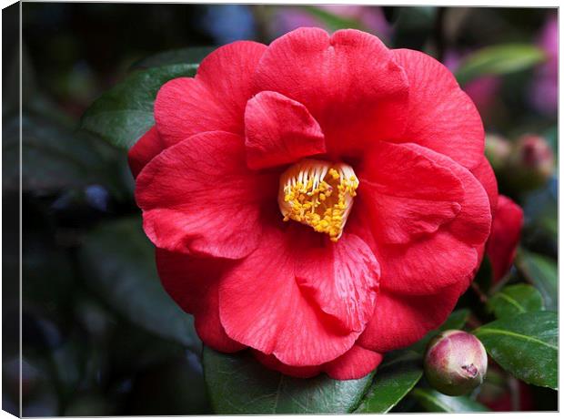  Camelia Canvas Print by Stephen Prosser