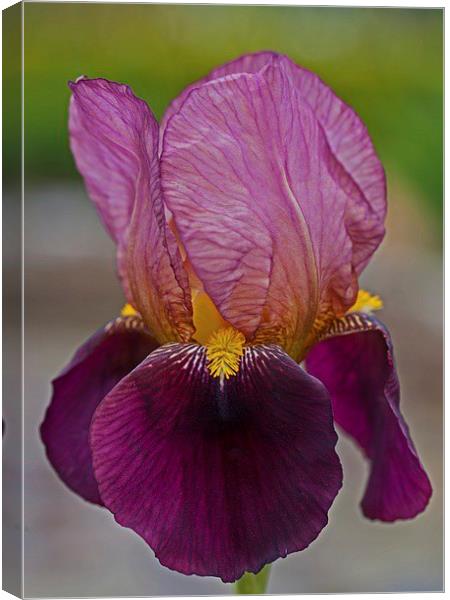  Bearded iris Canvas Print by Stephen Prosser