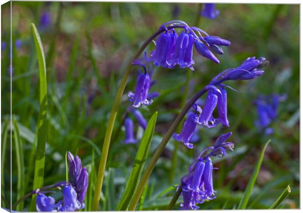 A woodland icon! Canvas Print by Stephen Prosser