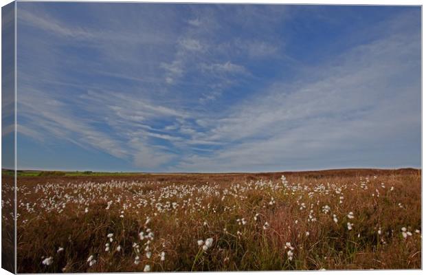 Cotton grass under blue skies Canvas Print by Stephen Prosser