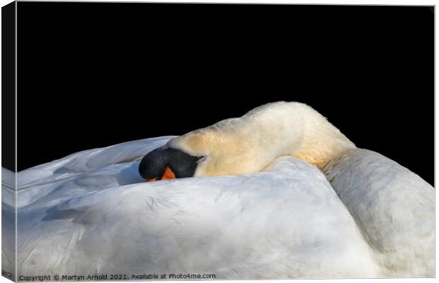 Sleeping Swan Canvas Print by Martyn Arnold