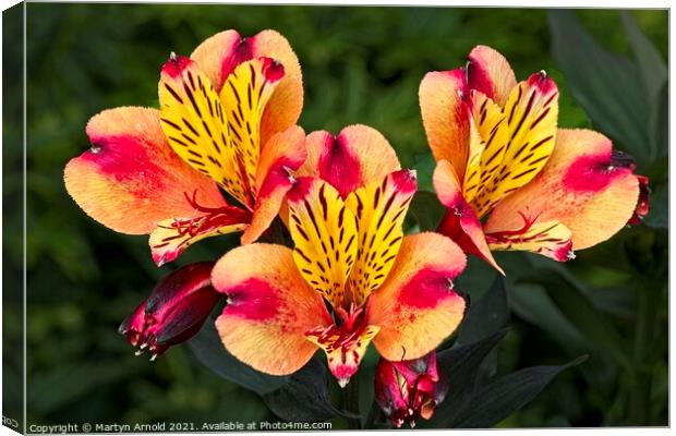 Lily of the Inca's  (Alstroemeria) Canvas Print by Martyn Arnold