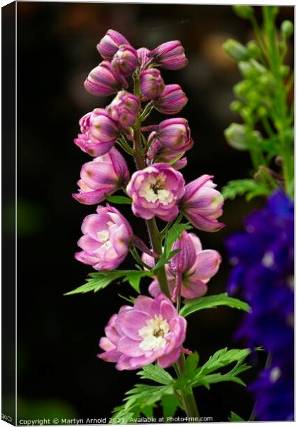 Dephinium flowers Canvas Print by Martyn Arnold