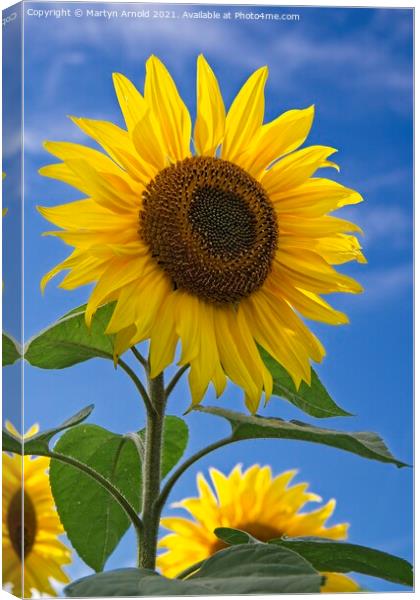 Sunflower and Blue Sky - Helianthus Canvas Print by Martyn Arnold