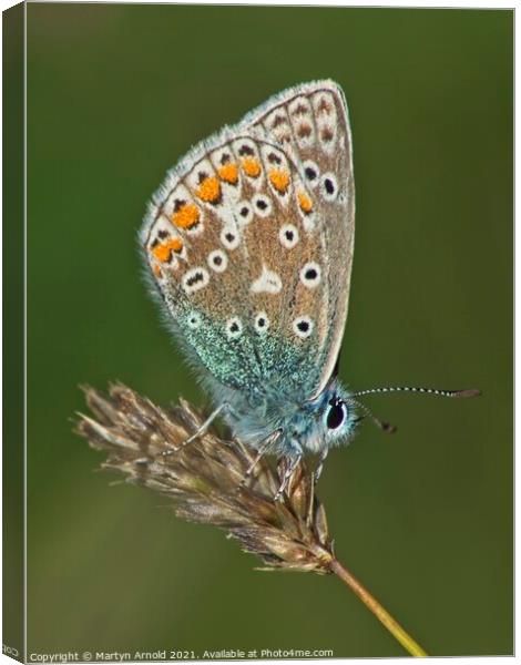 Male Common Blue Butterfly - Polyommatus icarus Canvas Print by Martyn Arnold