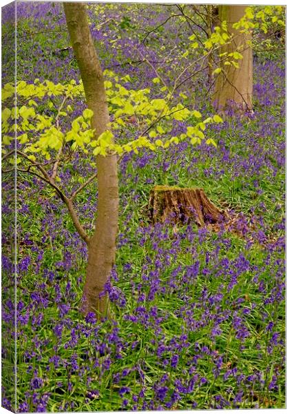 Carpet of Woodland Bluebells Canvas Print by Martyn Arnold
