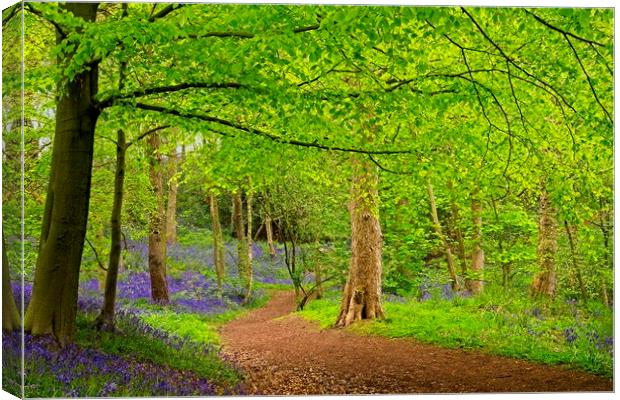 A Stroll through the Bluebells Canvas Print by Martyn Arnold