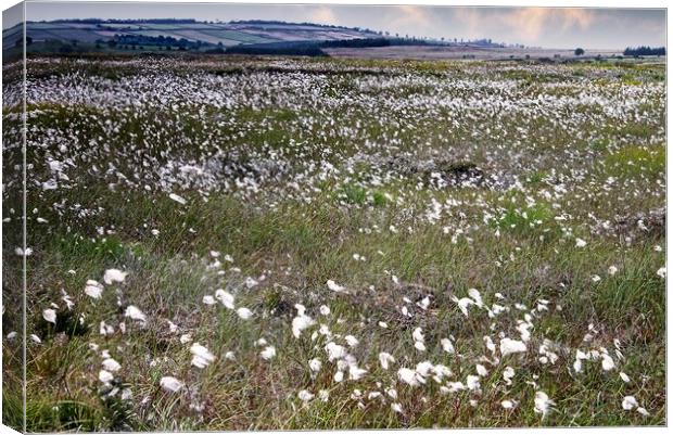 Moorland Cottongrass  Canvas Print by Martyn Arnold