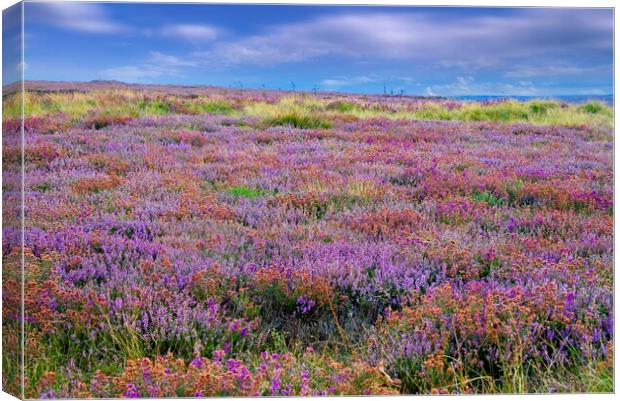 Heather Canvas Print by Martyn Arnold