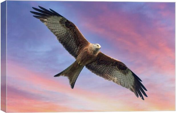 Soaring Red Kite Bird of Prey Canvas Print by Martyn Arnold