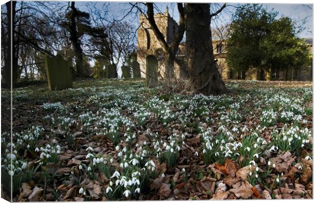 Churchyard Snowdrops Canvas Print by Martyn Arnold