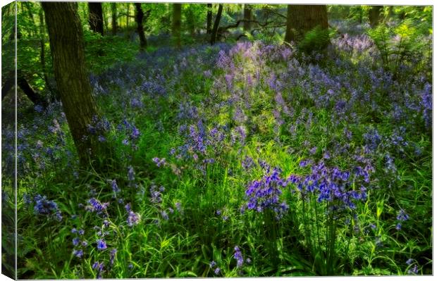Evening Light in the Durham Bluebell Wood Canvas Print by Martyn Arnold