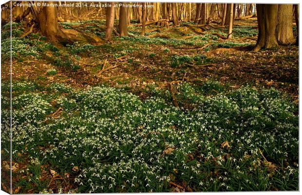Woodland Snowdrops in Spring Canvas Print by Martyn Arnold