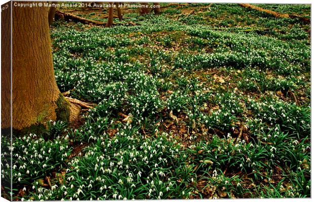 Snowdrop Time in the Woods Canvas Print by Martyn Arnold