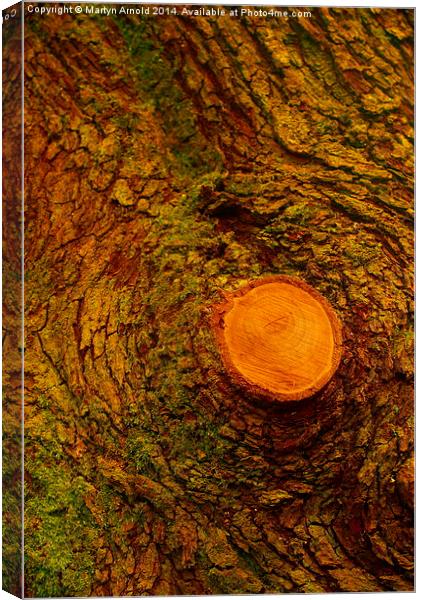 Wood  Bark and Grain Canvas Print by Martyn Arnold