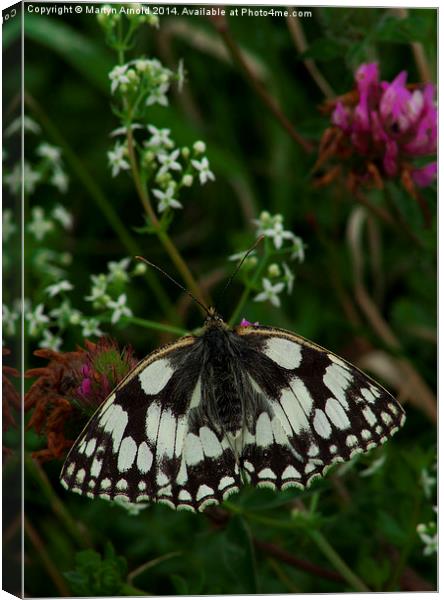 Marbled White Butterfly Canvas Print by Martyn Arnold