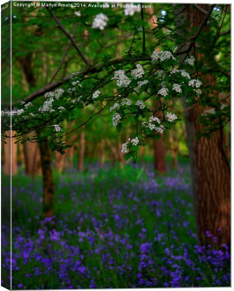 Bluebells and Blossom Canvas Print by Martyn Arnold