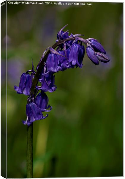 English Bluebell Canvas Print by Martyn Arnold