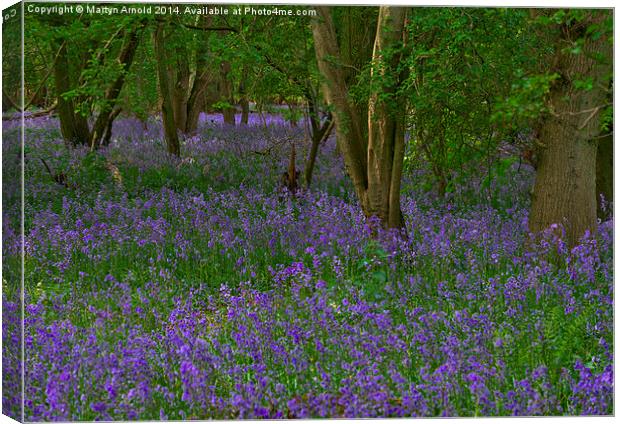 Bluebell Woodland in Northamptonshire Canvas Print by Martyn Arnold