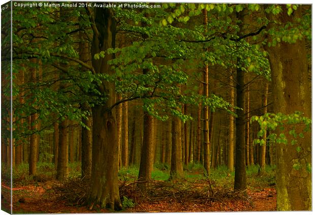 The Forest Woodland Canvas Print by Martyn Arnold