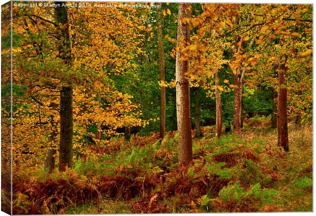  Autumn Colour in The Lake District Canvas Print by Martyn Arnold