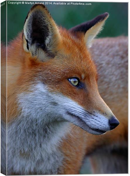  Fox Portrait Canvas Print by Martyn Arnold