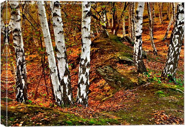  Silver BIrch Trees Canvas Print by Martyn Arnold