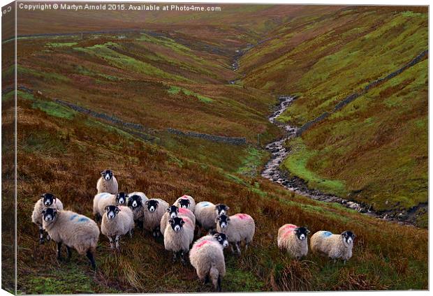Dales Sheep on Harthope Moor Upper Teesdale Canvas Print by Martyn Arnold