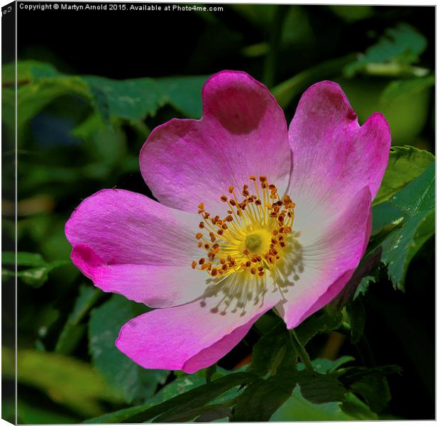 Rosa Canina - The Dog Rose Canvas Print by Martyn Arnold