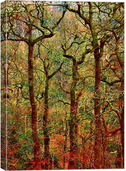  Magical Yew Trees Canvas Print by Martyn Arnold