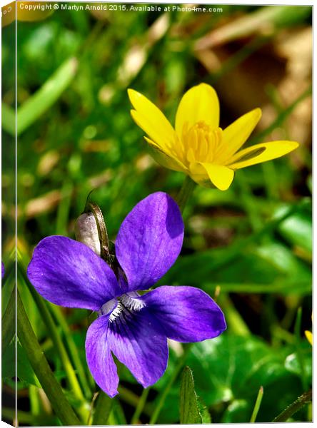  Wild Violet and Celandine - signs of Spring Canvas Print by Martyn Arnold