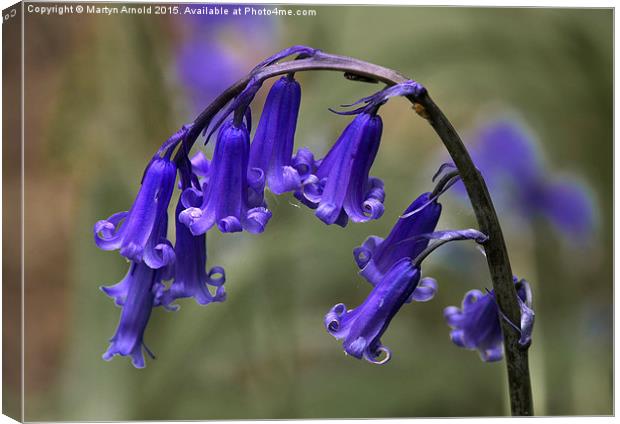 English Common Bluebell Hyacinthoides non-scripta Canvas Print by Martyn Arnold
