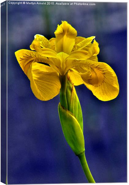  Yellow Iris Flower Canvas Print by Martyn Arnold
