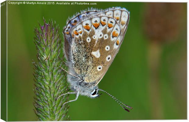  Common Blue Butterfly (Polyommatus icarus) Canvas Print by Martyn Arnold