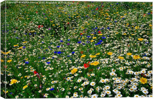  Wildflower Meadow Canvas Print by Martyn Arnold