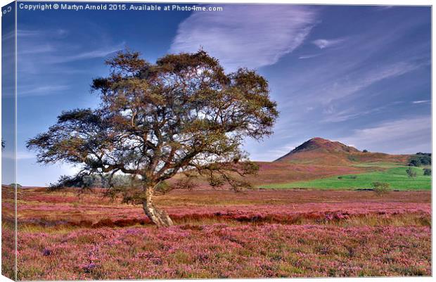  Heather on the Yorkshire Moors Canvas Print by Martyn Arnold