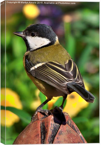  Great Tit ( Parus Major ) Canvas Print by Martyn Arnold