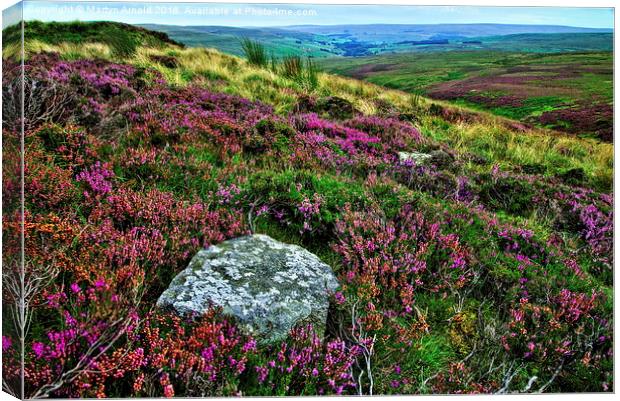  Heather on the Grouse Moor Canvas Print by Martyn Arnold