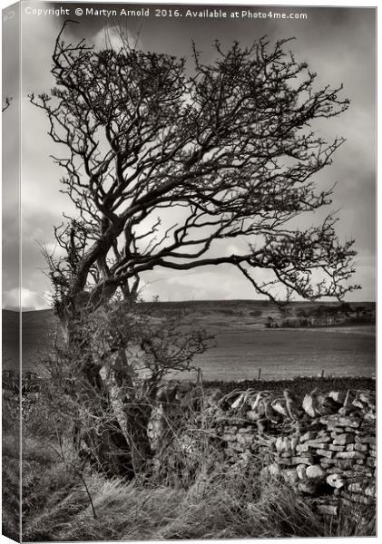 Windswept Winter Tree Canvas Print by Martyn Arnold