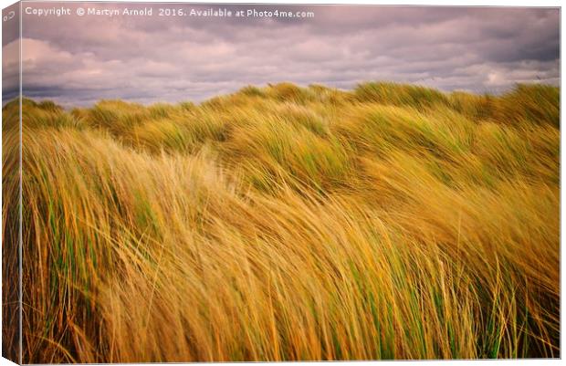 Windswept Grass on the Sand Dunes Canvas Print by Martyn Arnold