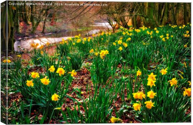Riverside Daffodils (Narcissus) Canvas Print by Martyn Arnold