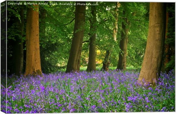SPRING BLUEBELL WOOD AT THORP PERROW Canvas Print by Martyn Arnold