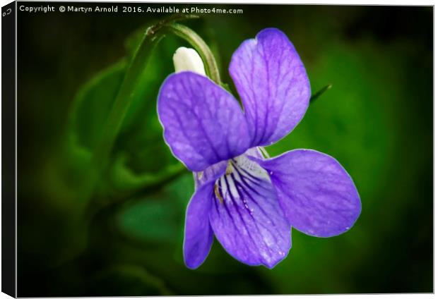 WILD VIOLET (Viola papilionacea) Canvas Print by Martyn Arnold