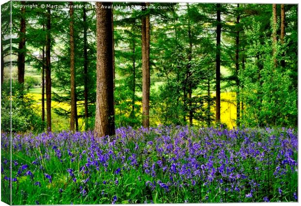 YORKSHIRE BLUEBELL WOODLAND Canvas Print by Martyn Arnold