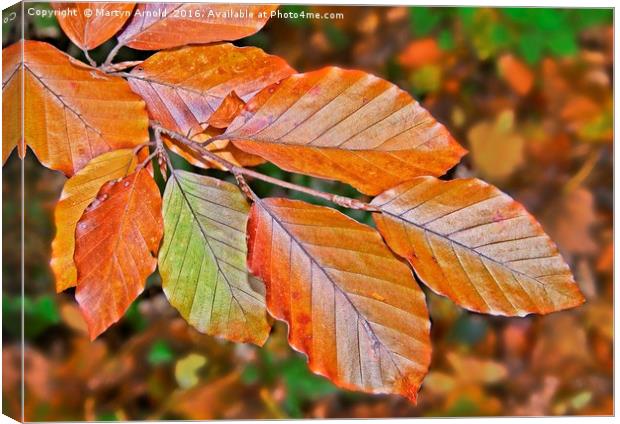 Autumn Beech Leaves Canvas Print by Martyn Arnold
