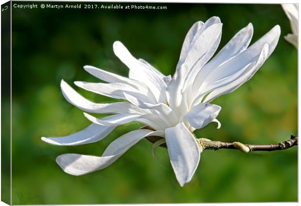 White Magnolia Flower Canvas Print by Martyn Arnold