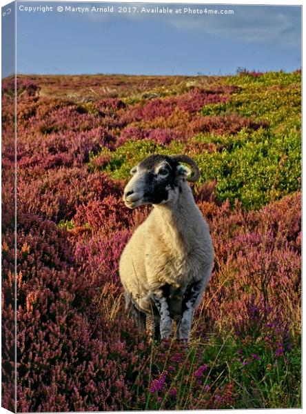 Yorkshire Moorland Sheep in Heather Canvas Print by Martyn Arnold