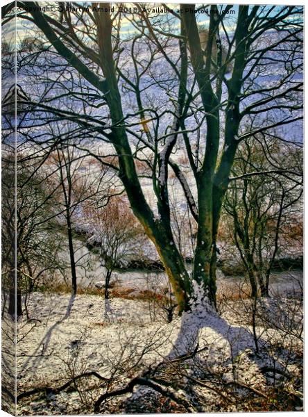 Winter Trees Canvas Print by Martyn Arnold