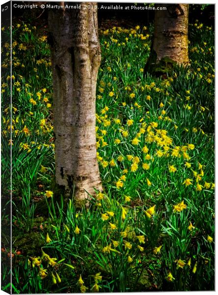 Woodland Daffodils Canvas Print by Martyn Arnold